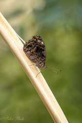 Myscelia ethusa ethusa