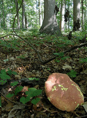 Boletus carminiporus