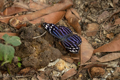 Myscelia ethusa ethusa