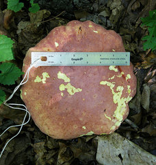 Boletus carminiporus