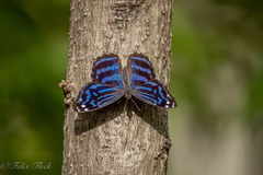 Myscelia ethusa ethusa