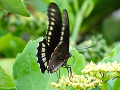 Battus polydamas polydamas