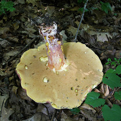 Boletus carminiporus