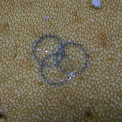 Boletus carminiporus