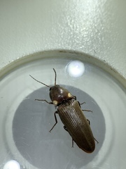 Deilelater physoderus