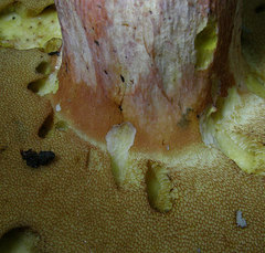 Boletus carminiporus
