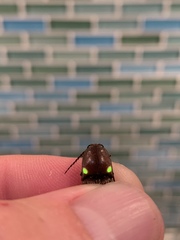 Deilelater physoderus