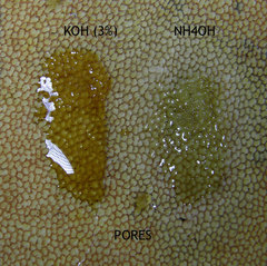 Boletus carminiporus