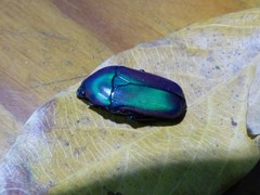 Chlorocala africana oertzeni