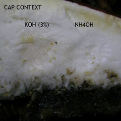 Boletus carminiporus
