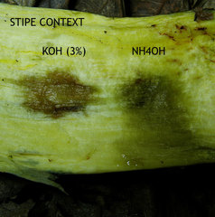 Boletus carminiporus