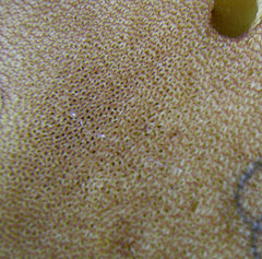 Boletus carminiporus