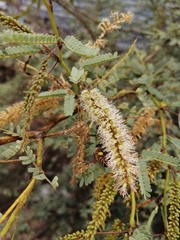 Prosopis articulata