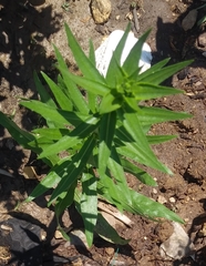Liatris scariosa nieuwlandii