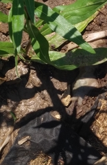 Liatris scariosa nieuwlandii