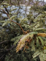 Prosopis articulata
