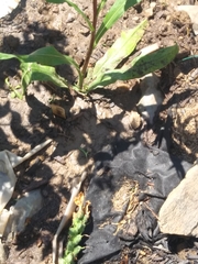 Liatris scariosa nieuwlandii