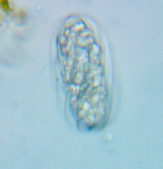 Calycimonas physaloides