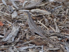 Holbrookia propinqua