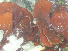 Constantinea simplex