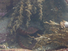 Apodichthys flavidus