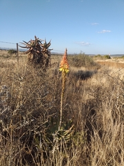 Aloe microstigma microstigma