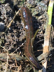 Hirudo medicinalis