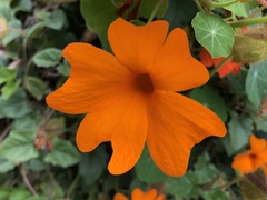 Thunbergia gregorii