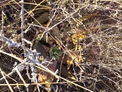 Aloe microstigma microstigma