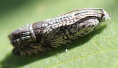 Ofatulena duodecemstriata