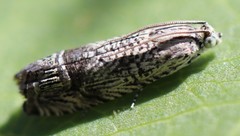 Ofatulena duodecemstriata