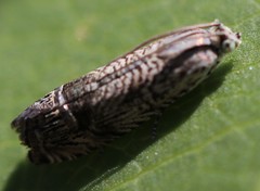 Ofatulena duodecemstriata