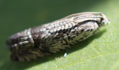 Ofatulena duodecemstriata