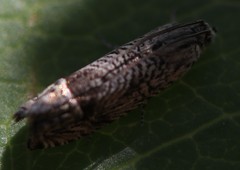 Ofatulena duodecemstriata