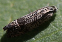Ofatulena duodecemstriata
