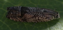 Ofatulena duodecemstriata