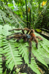 Caribena versicolor