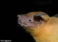 Noctilio albiventris