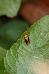 Cyclotrypema furcata