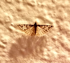 Alucita montana