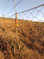 Aloe microstigma microstigma