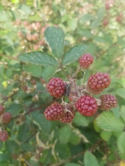 Rubus