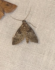 Pococera maritimalis