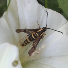 Synanthedon bibionipennis