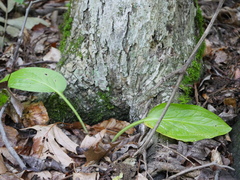 Lysichiton