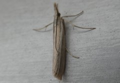 Orocrambus enchophorus