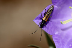 Oedemera pthysica