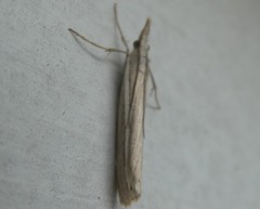 Orocrambus enchophorus