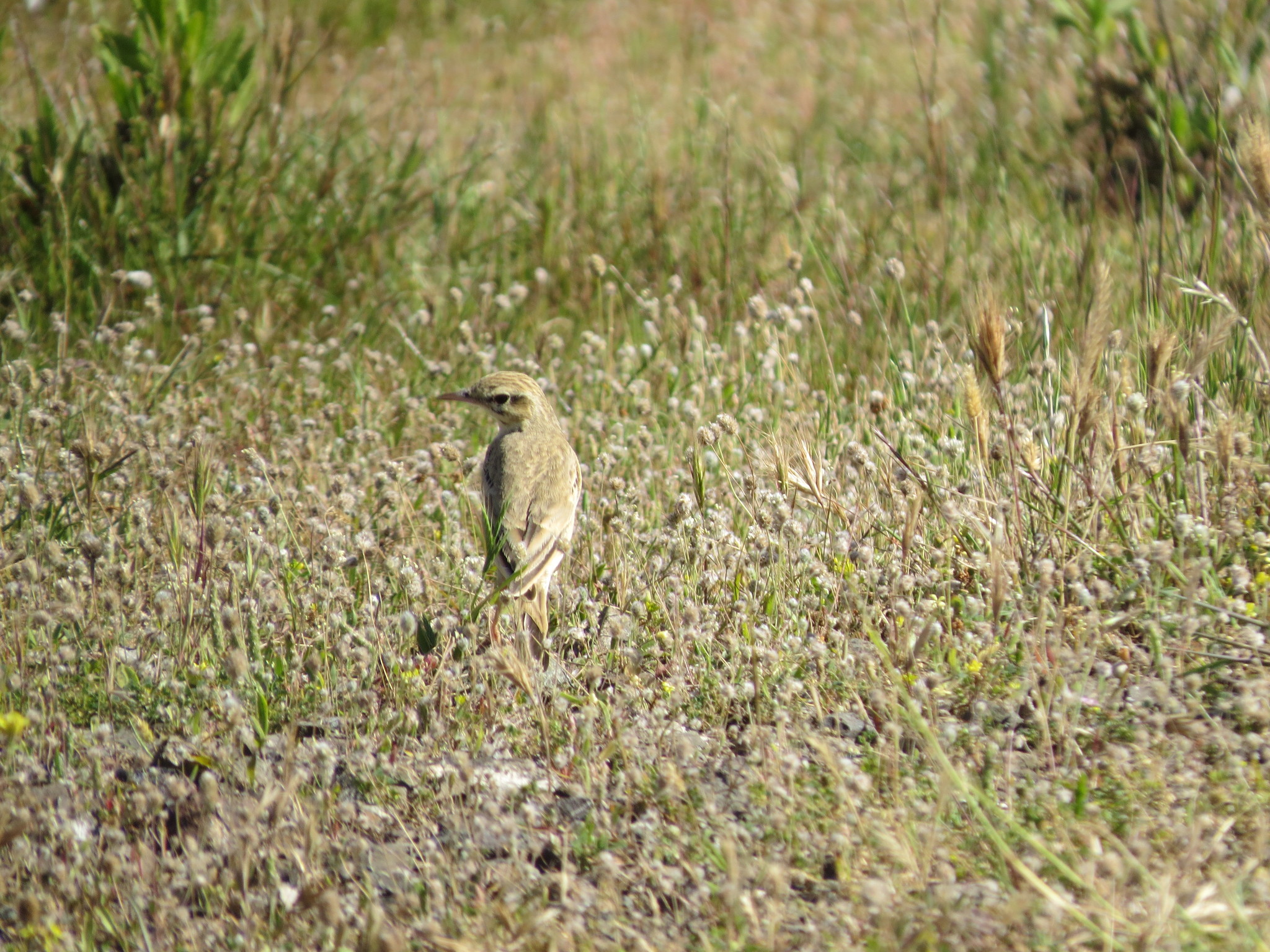 Tawny Pipit
