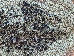 Lecanora argopholis